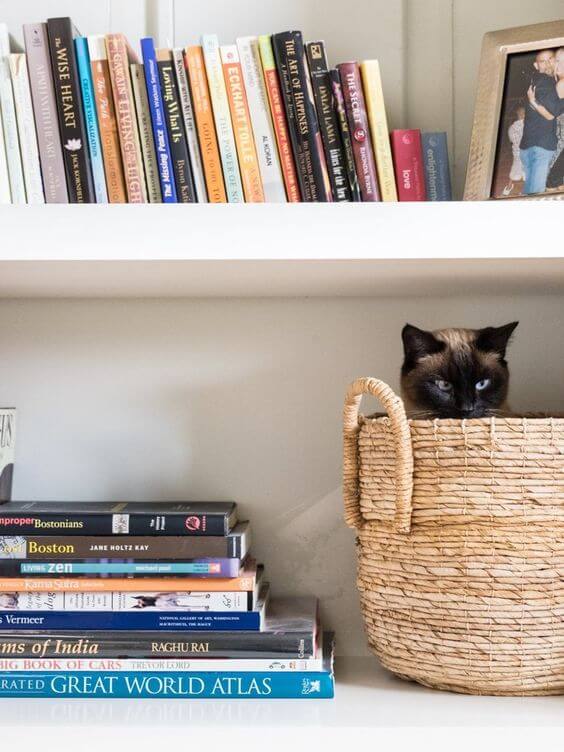 siamese cat in a basket