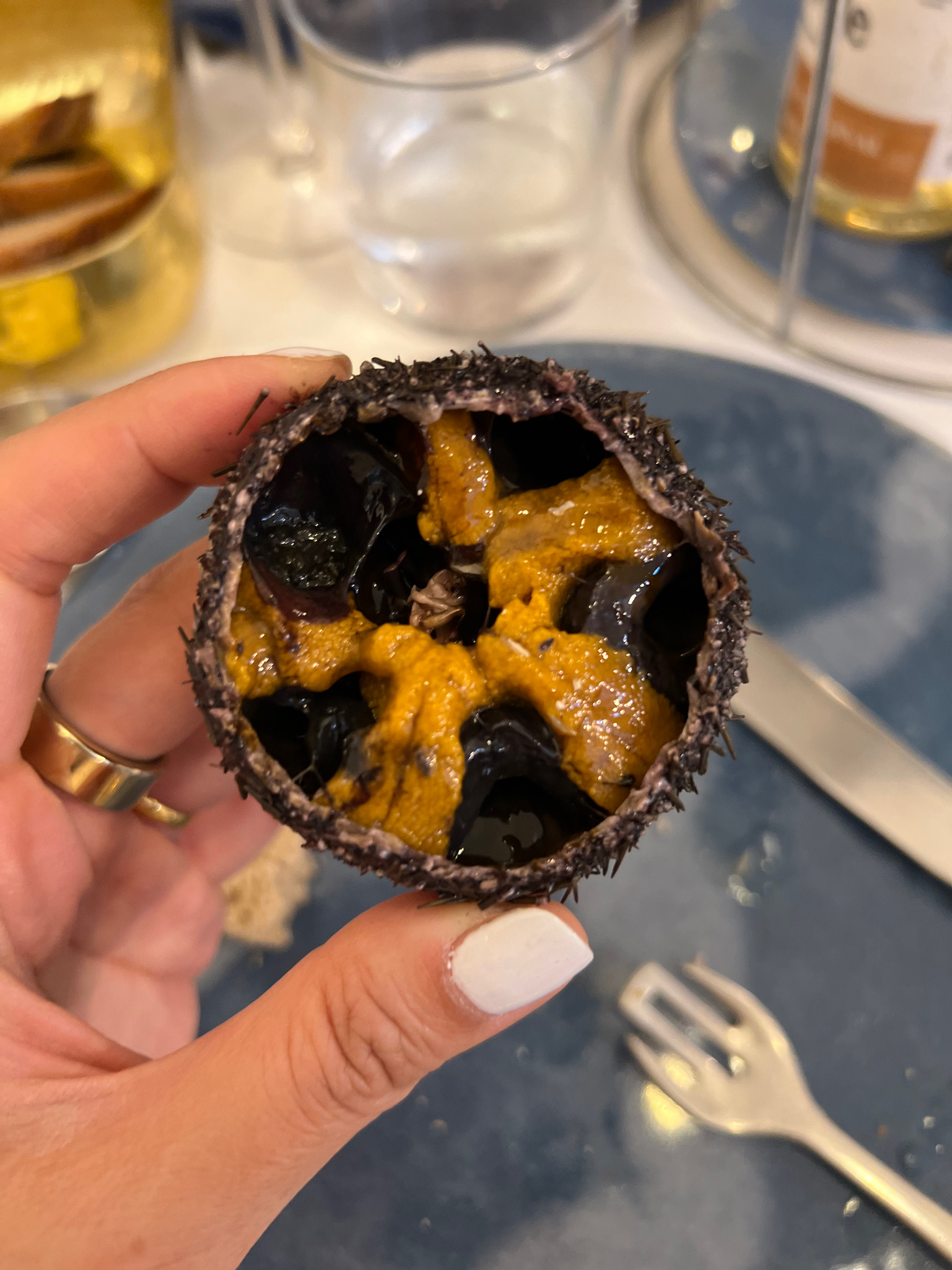 sea urchin