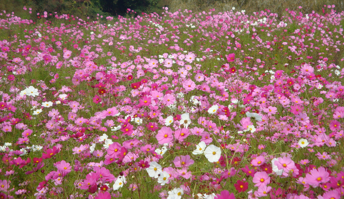 pink flowers