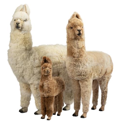 alpacas