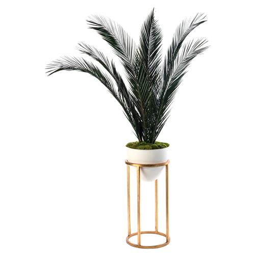 palm plant