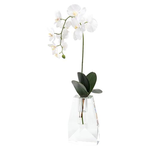 orchid