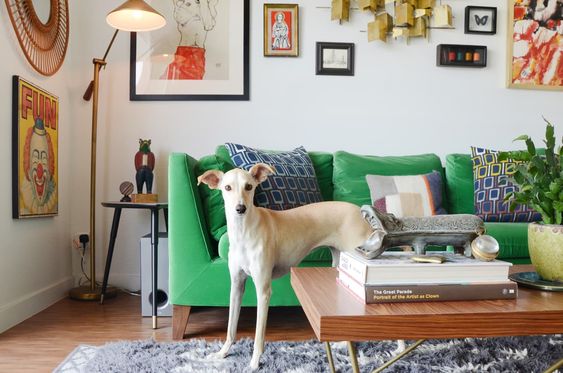 dog and green couch