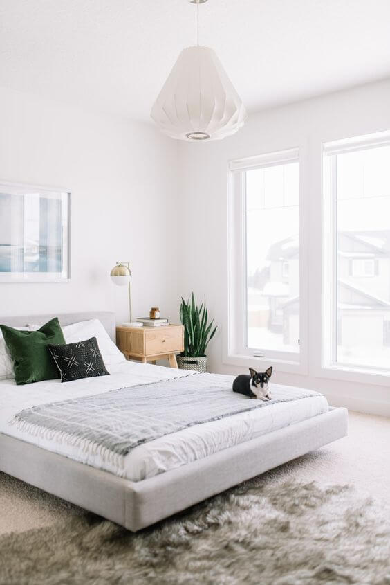 cute dog on a bed