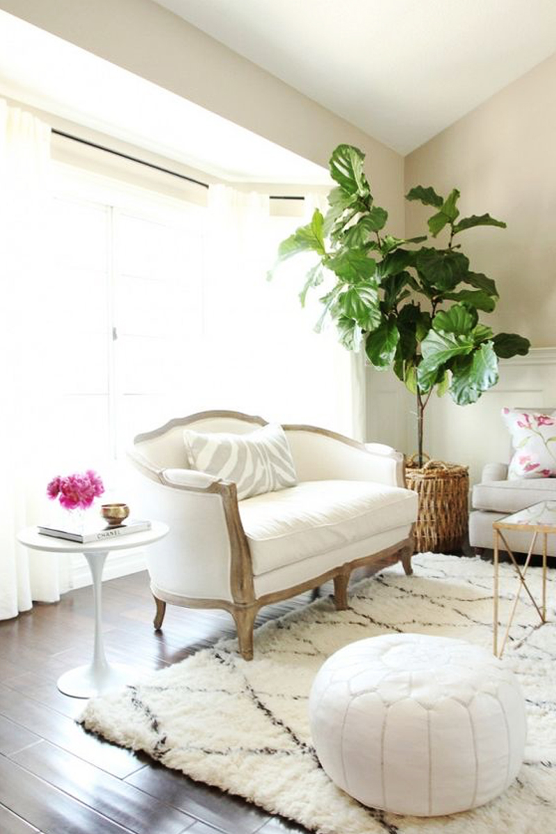 living room design with fiddle-leaf fig