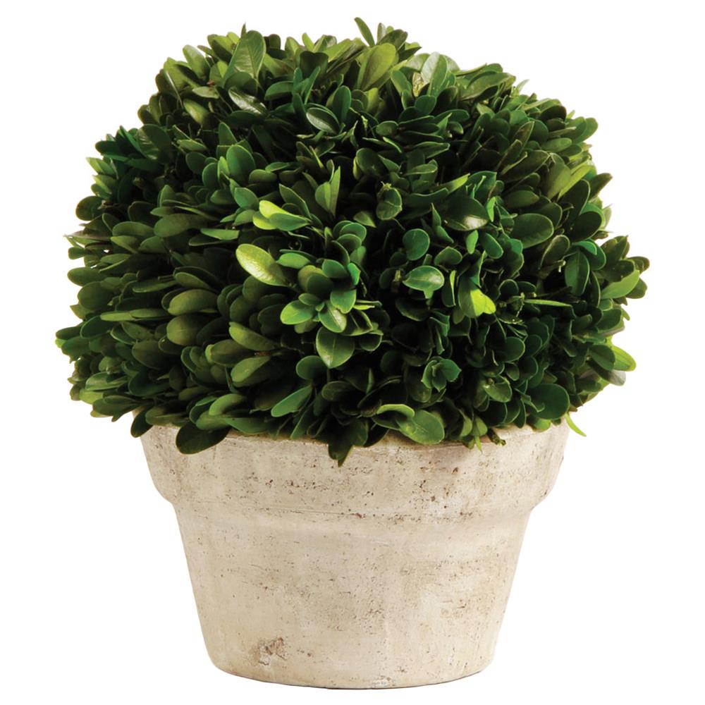 small preserved boxwood plant in pot