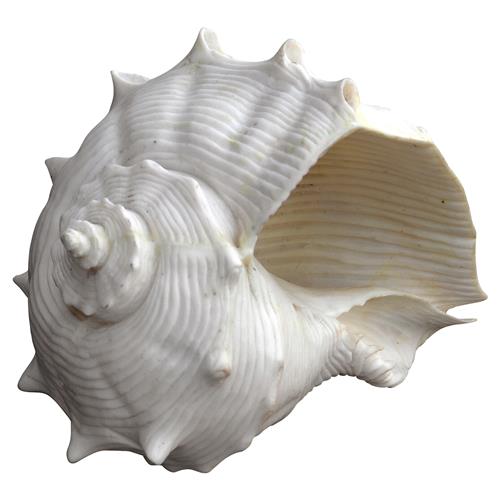 shell