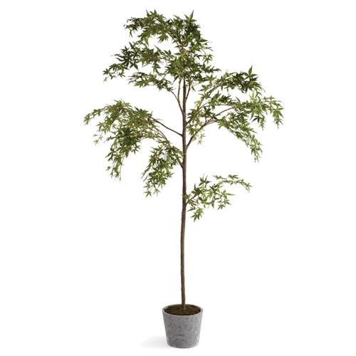 potted tree