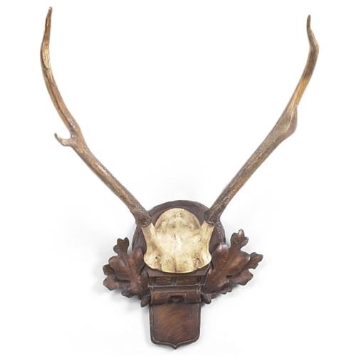 antlers