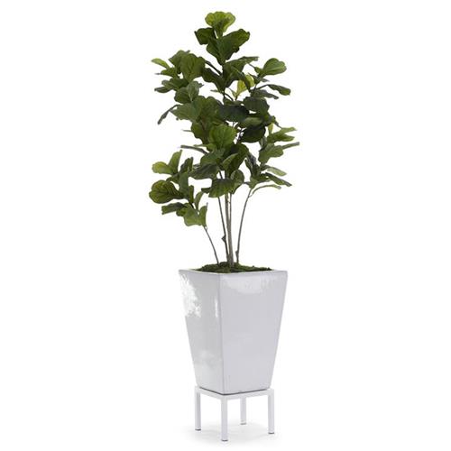 fig tree
