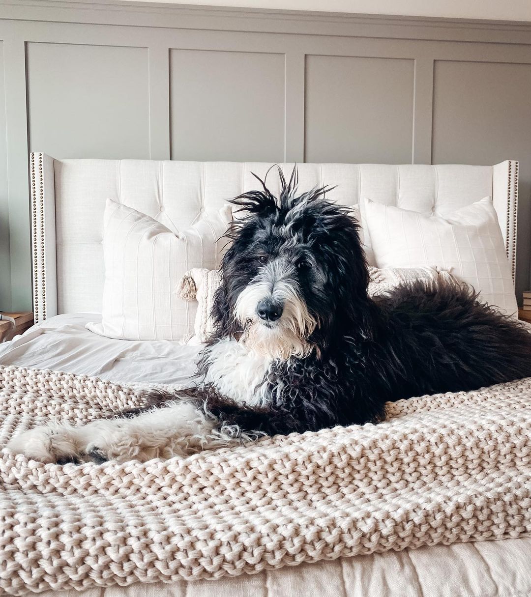 dog on bed
