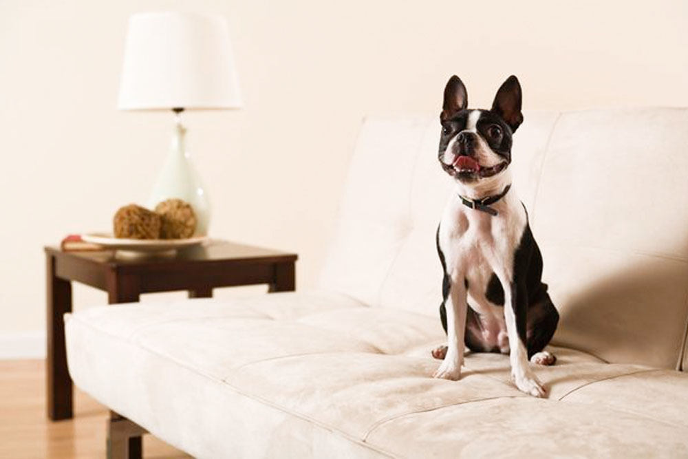 Pet-Friendly Furniture and Other Design Tips for Animal Lovers