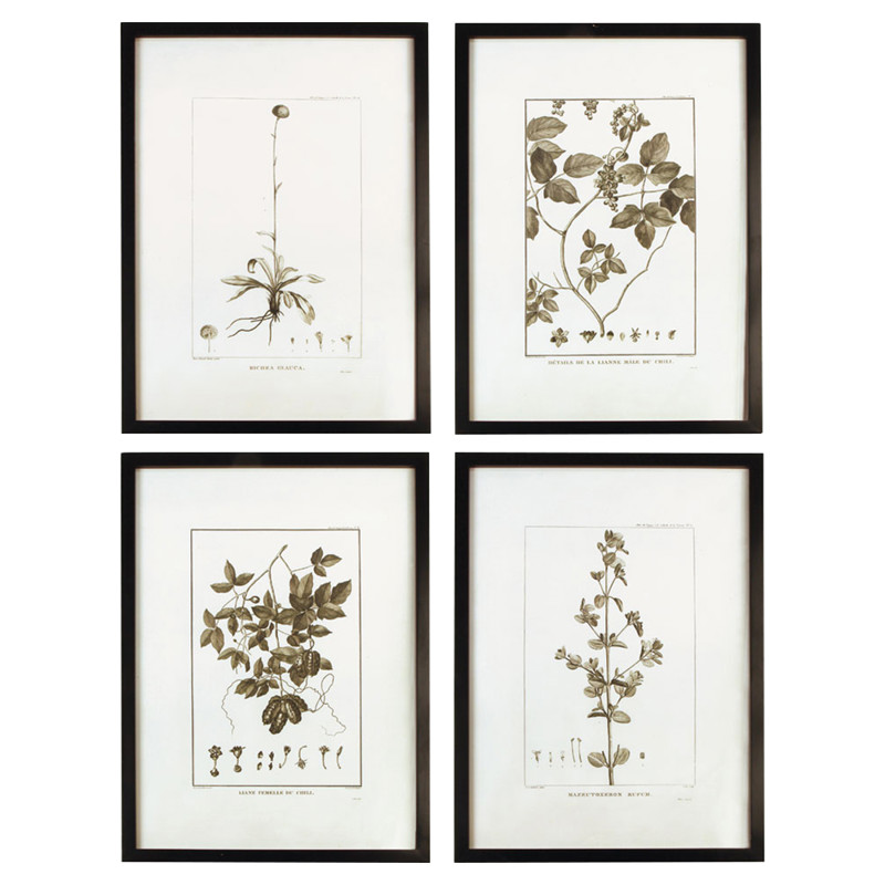 Destiny French Country Black Floral & Botanical Dark Natural Frame Illustration