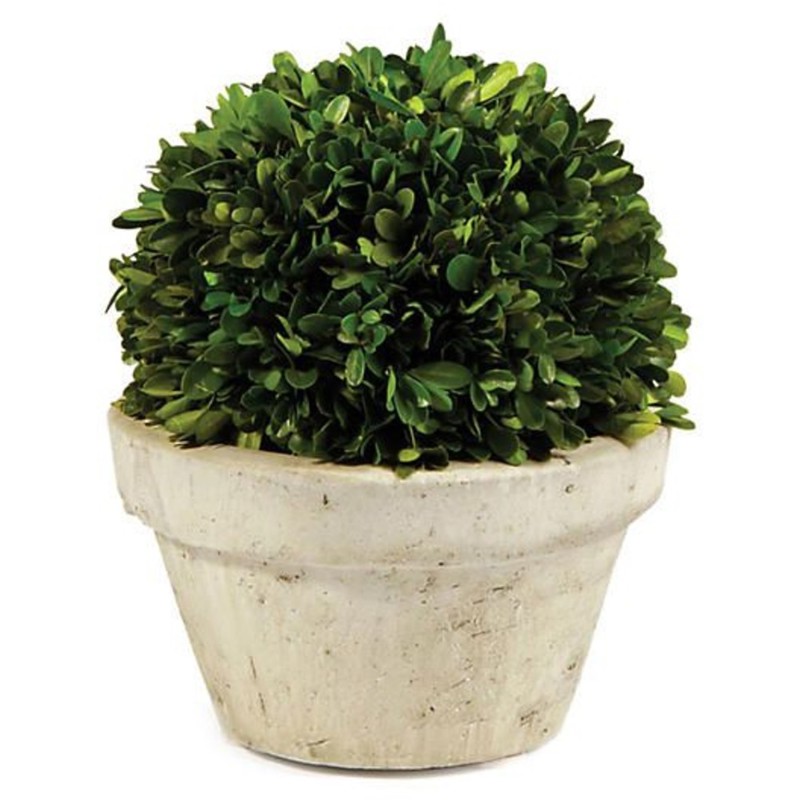 Marin French Country Green Boxwood in Pot - Large