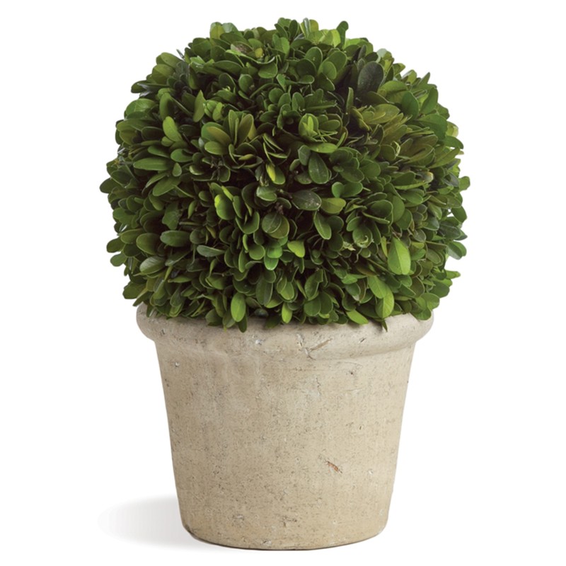 Marin French Country Preserved Potted Boxwood Sphere - Small