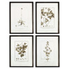 Destiny French Country Black Floral & Botanical Dark Natural Frame Illustration