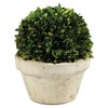 Marin French Country Green Boxwood in Pot - Large