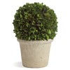 Marin French Country Preserved Potted Boxwood Sphere - Small