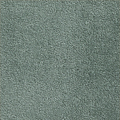 Stone Pine