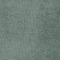 Stone Pine
