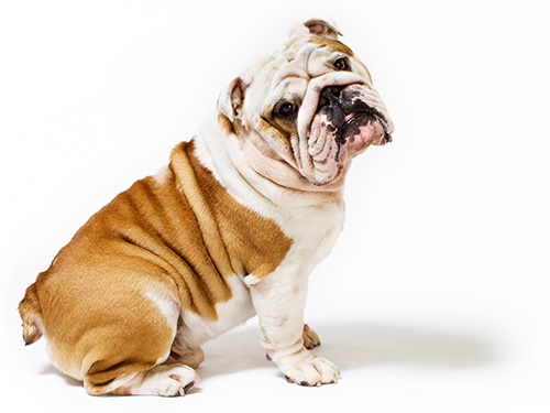 Friendly dog on a couch